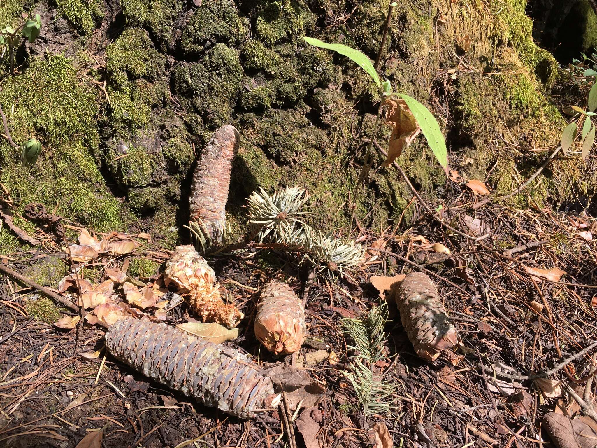 Image of Abies guatemalensis var. jaliscana Martínez