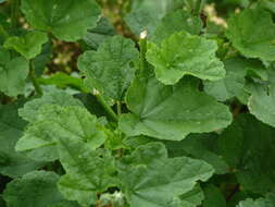 Image of Eastern Tree-mallow