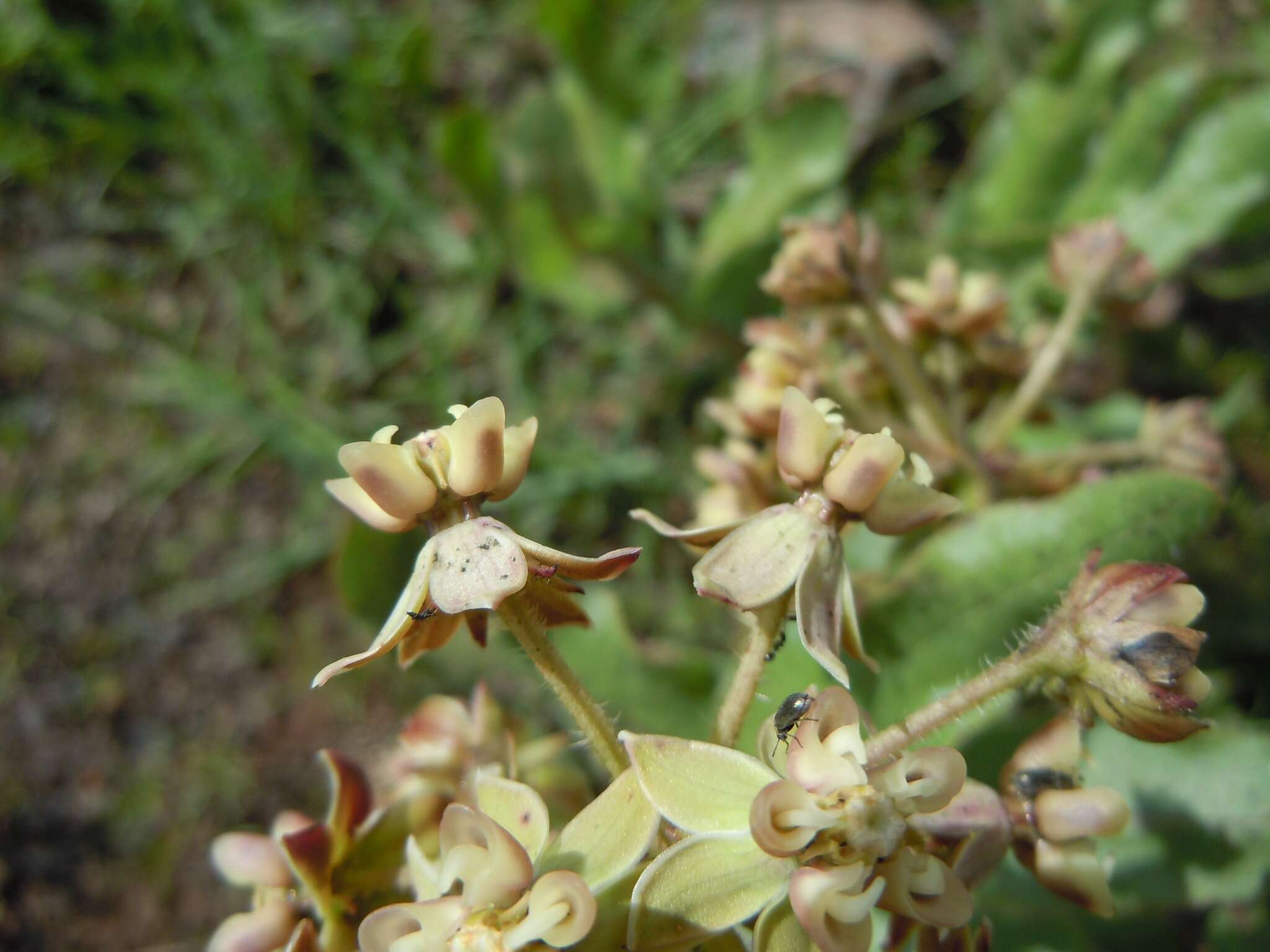 صورة Asclepias contrayerba Sessé & Moc.