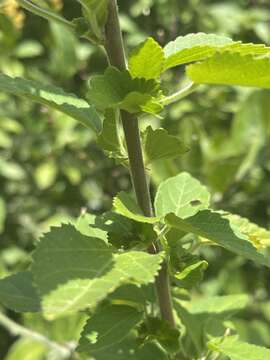 Image of Acalypha glabrata f. glabrata