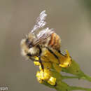 Image of Central Bumble Bee
