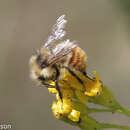 Sivun Bombus centralis Cresson 1864 kuva