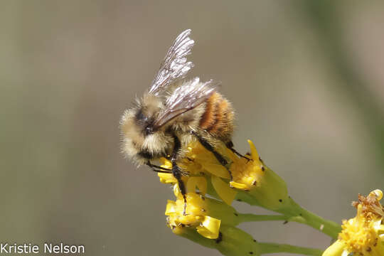 Sivun Bombus centralis Cresson 1864 kuva