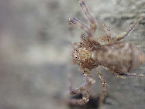 Image of Tuberculated Crab Spider