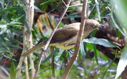 Image of Andropadus importunus oleaginus Peters & W 1868