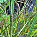 Image of water sedge