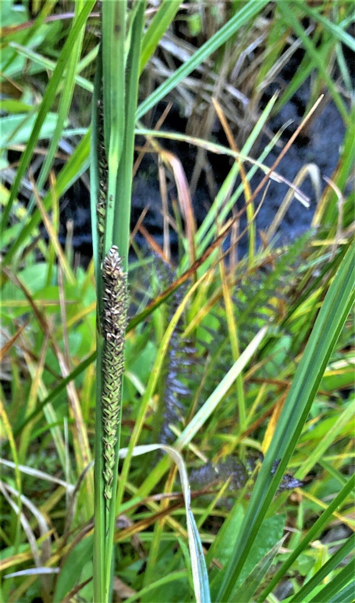 Image of water sedge