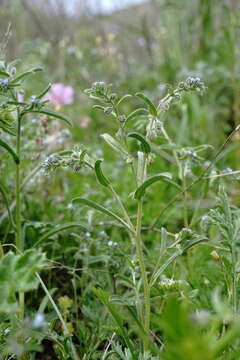 Image of Rochelia retorta (Pall.) Lipsky