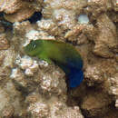 Image of Lady Musgrave blenny