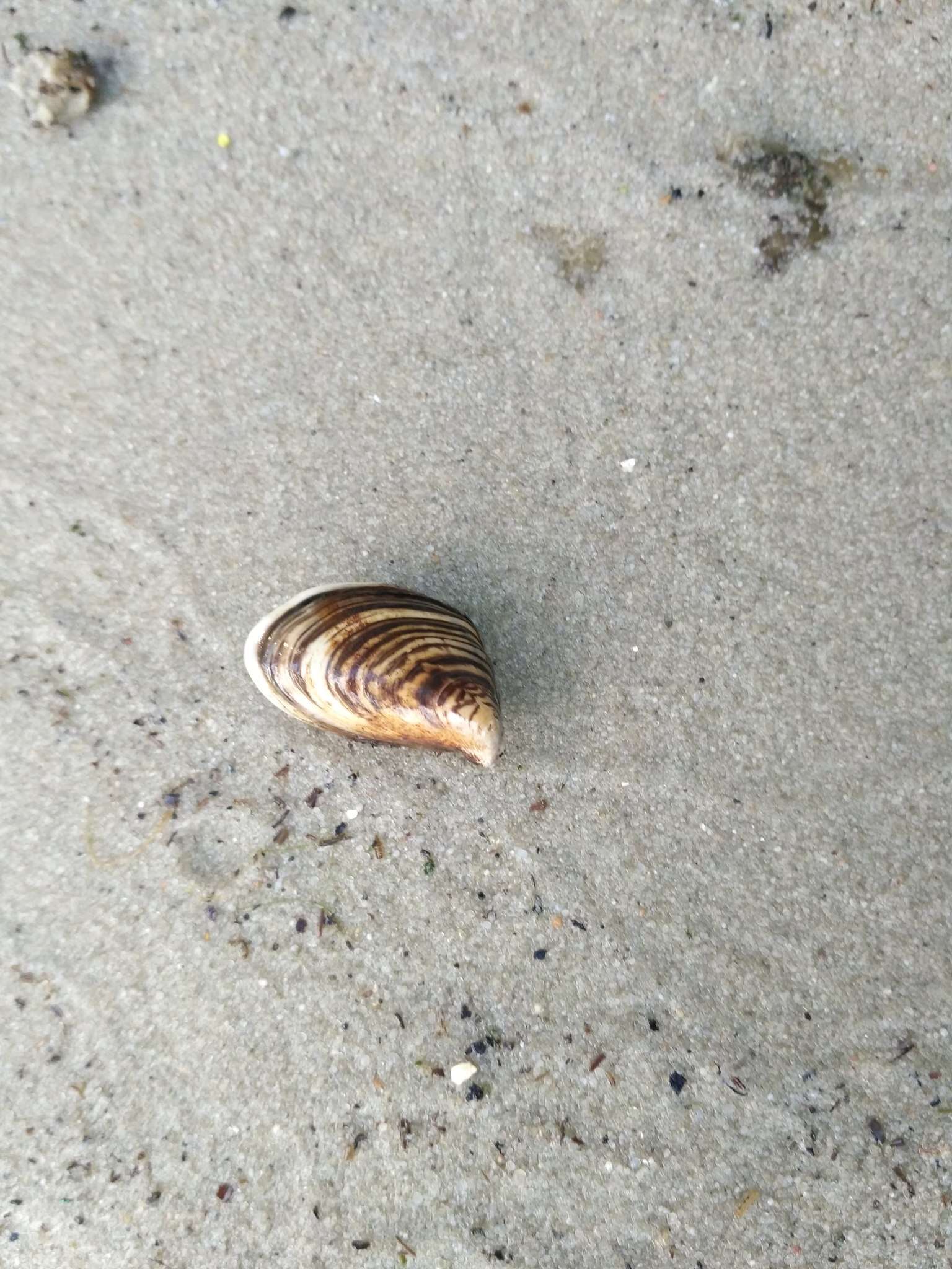 Image of quagga mussel