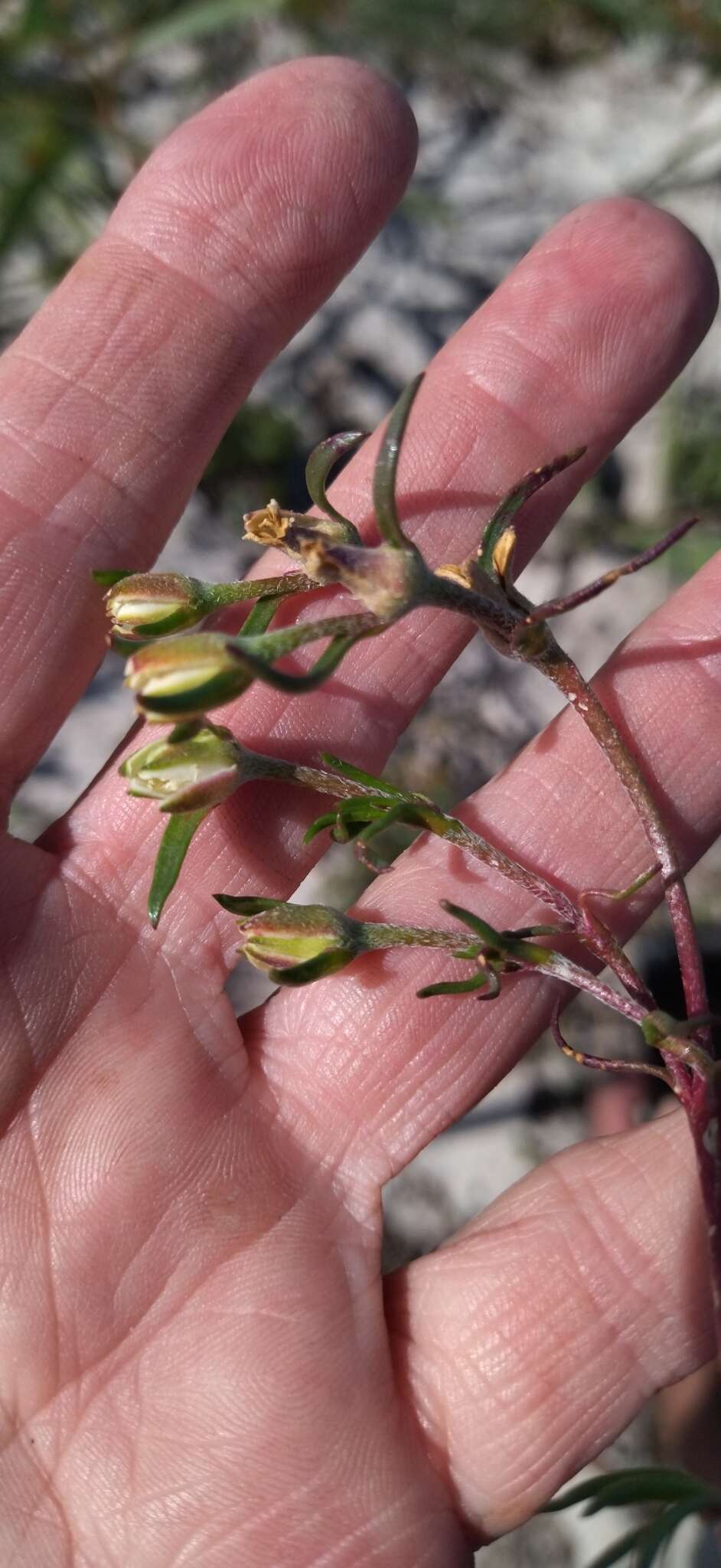 Wahlenbergia longifolia (A. DC.) Lammers resmi