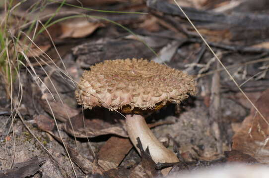 Image of Boletellus emodensis (Berk.) Singer 1942