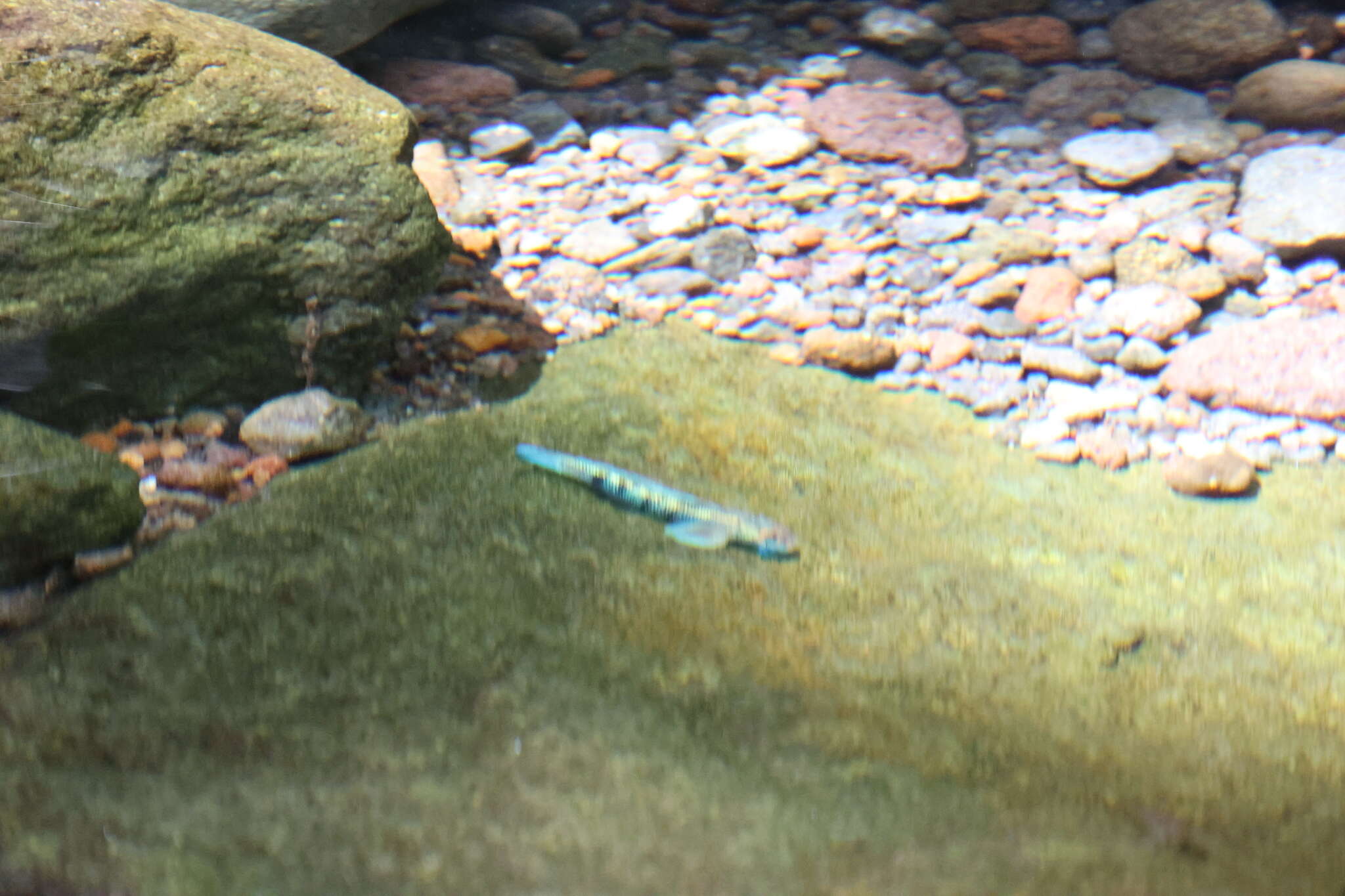 Image of Spotted Algae-eating Goby