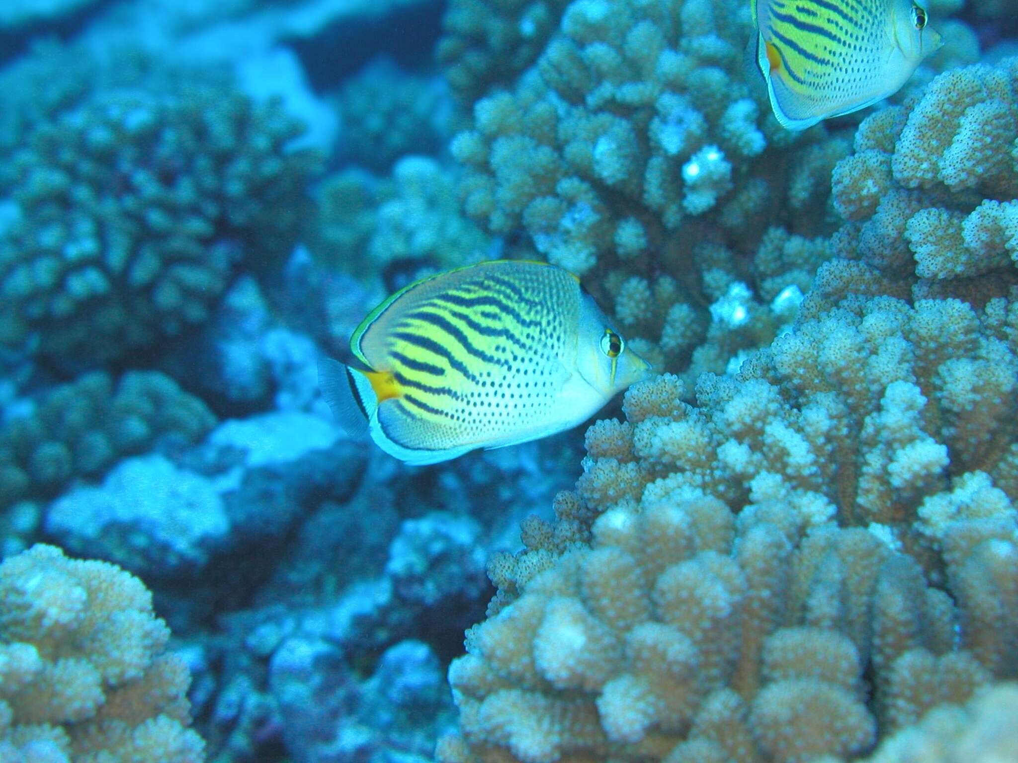 Image of Dot and dash Butterflyfish