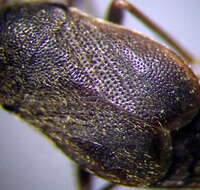 صورة Stygnocoris rusticus (Fallen & C. F. 1807)