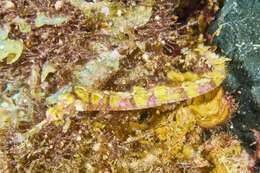 Image of Dusky Pipefish