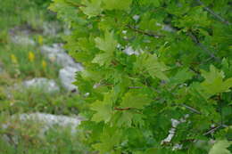 Acer hyrcanum subsp. stevenii (Pojark.) E. Murray resmi