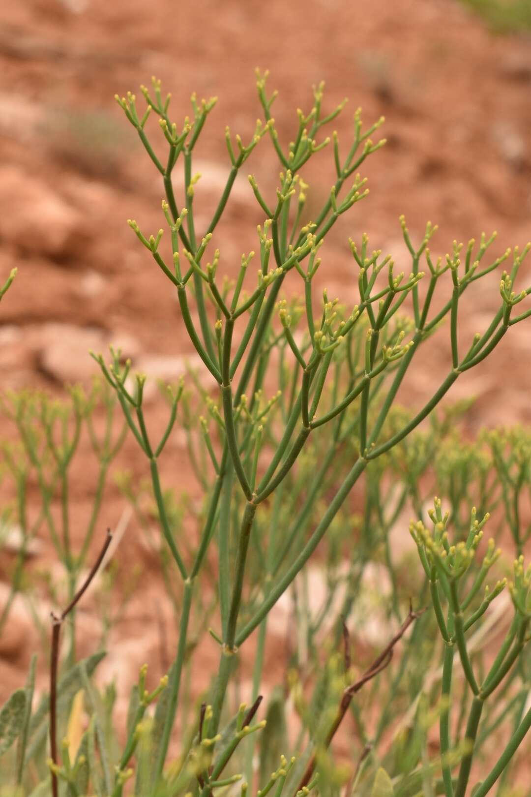 Plancia ëd Eriogonum brevicaule Nutt.