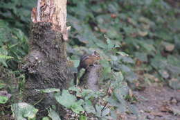 Image of Allen’s Chipmunk