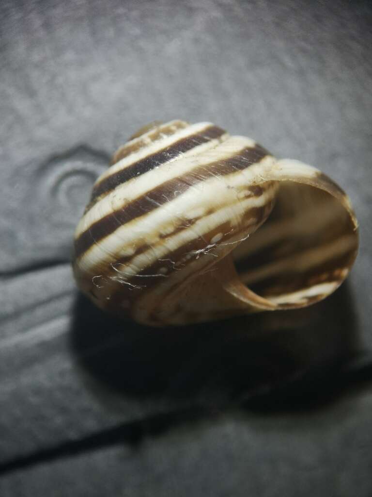 Image of Maritime gardensnail