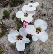 Image of Disa fasciata Lindl.