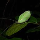 Image of Cycloptera speculata (Burmeister & H. 1838)