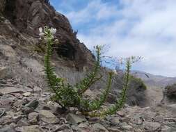 Image of Cleome chilensis DC.