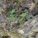 Asplenium pulcherrimum (Bak.) Ching apud Blot的圖片