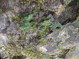 Image of Asplenium pulcherrimum (Bak.) Ching apud Blot