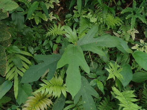 Image of Ficus simplicissima Lour.