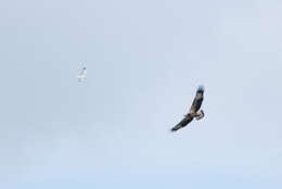 Image of White-bellied Sea Eagle