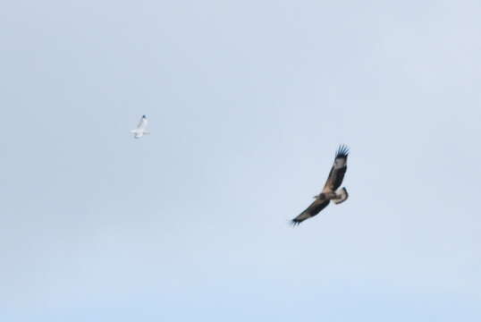 Image of White-bellied Sea Eagle