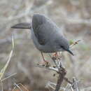 Image of Grey Wren-Warbler