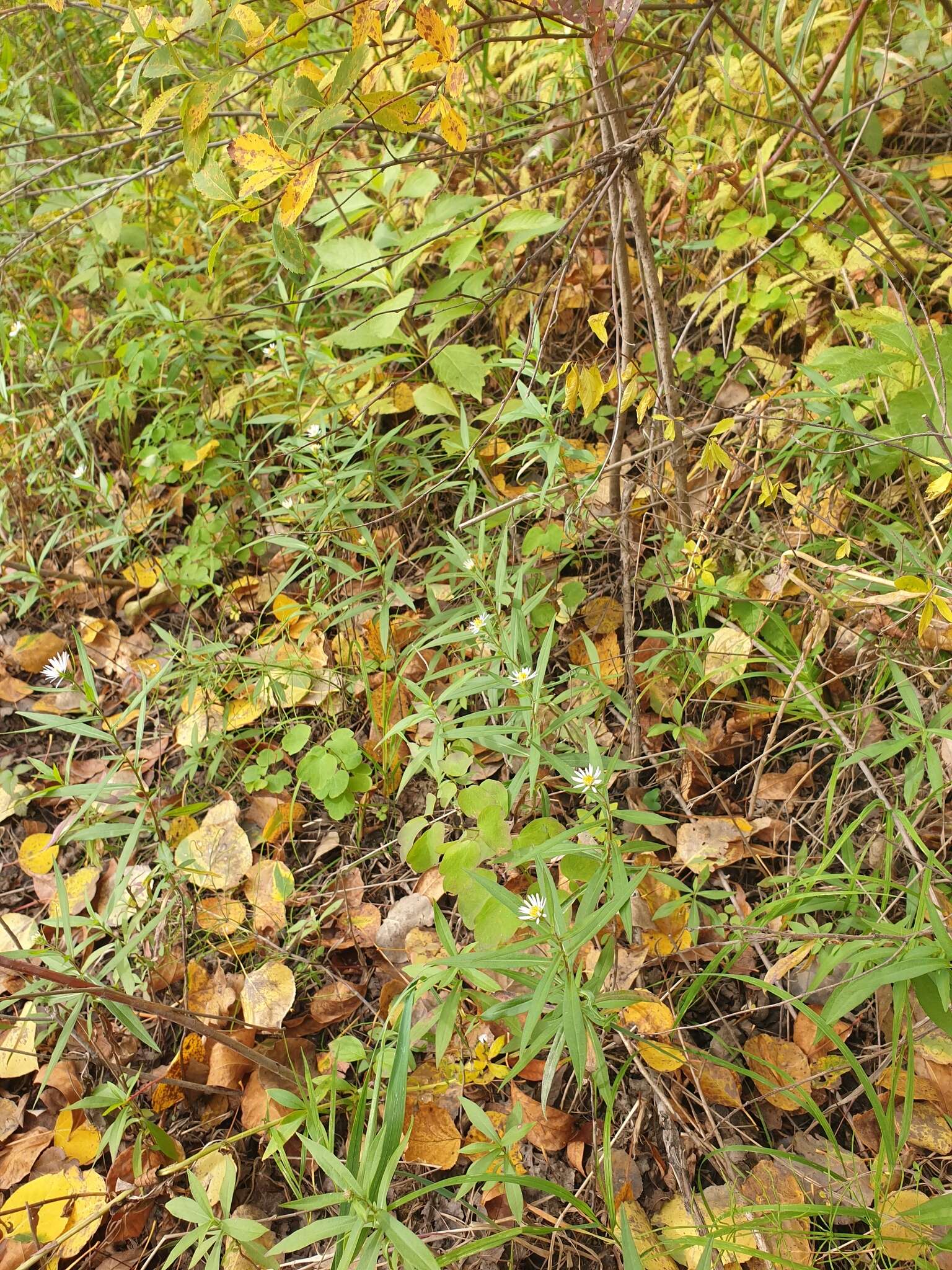 Image of <i>Symphyotrichum <i>novi-belgii</i></i> var. novi-belgii