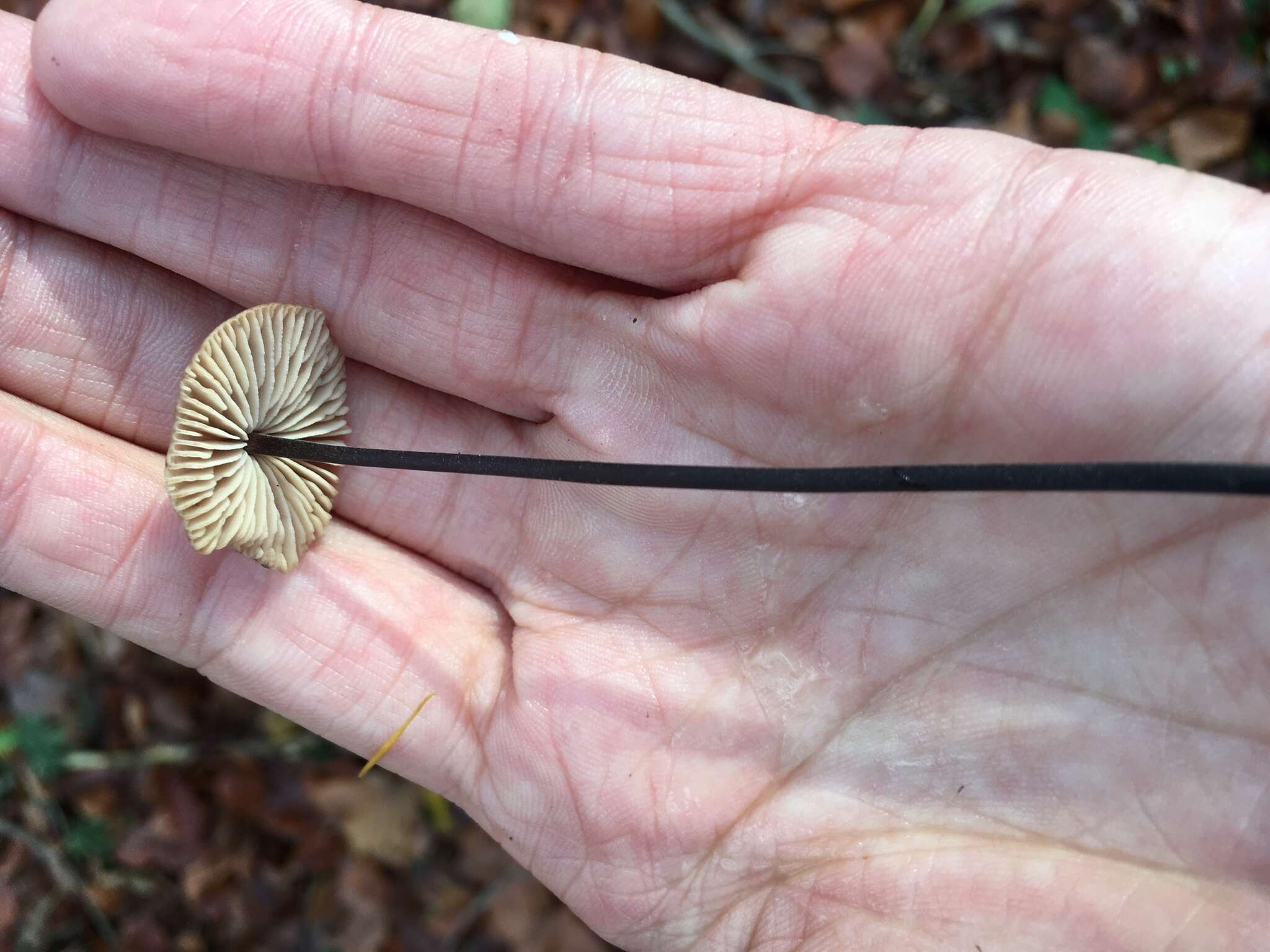 Image of Garlic Parachute