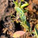 Image of Stenocarpus umbelliferus (J. R. & G. Forst.) Druce