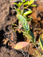 Image of Stenocarpus umbelliferus (J. R. & G. Forst.) Druce