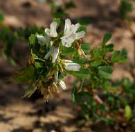 Image de Trigonella arabica Delile