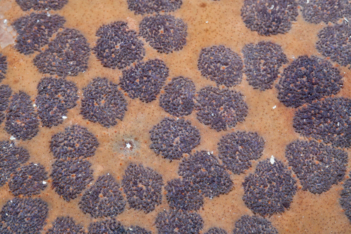 Image of Cushion star