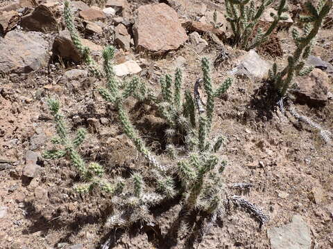 Image of Cylindropuntia abyssi (Hester) Backeb.