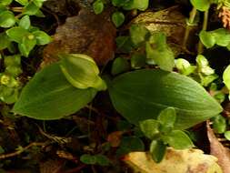 Chiloglottis cornuta Hook. fil. resmi