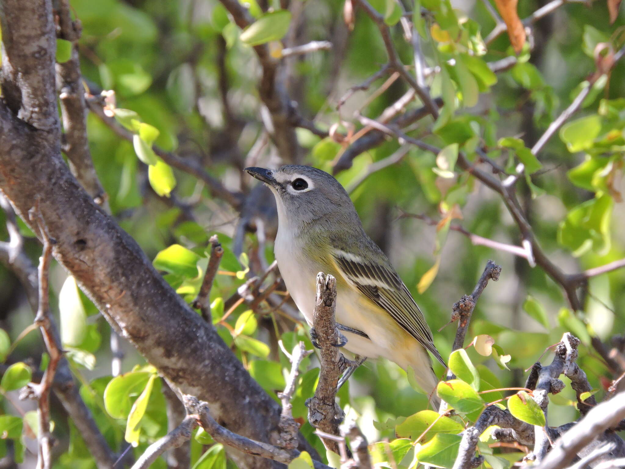 Image of Vireo cassinii lucasanus Brewster 1891