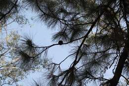 Image of Egg-cone Pine