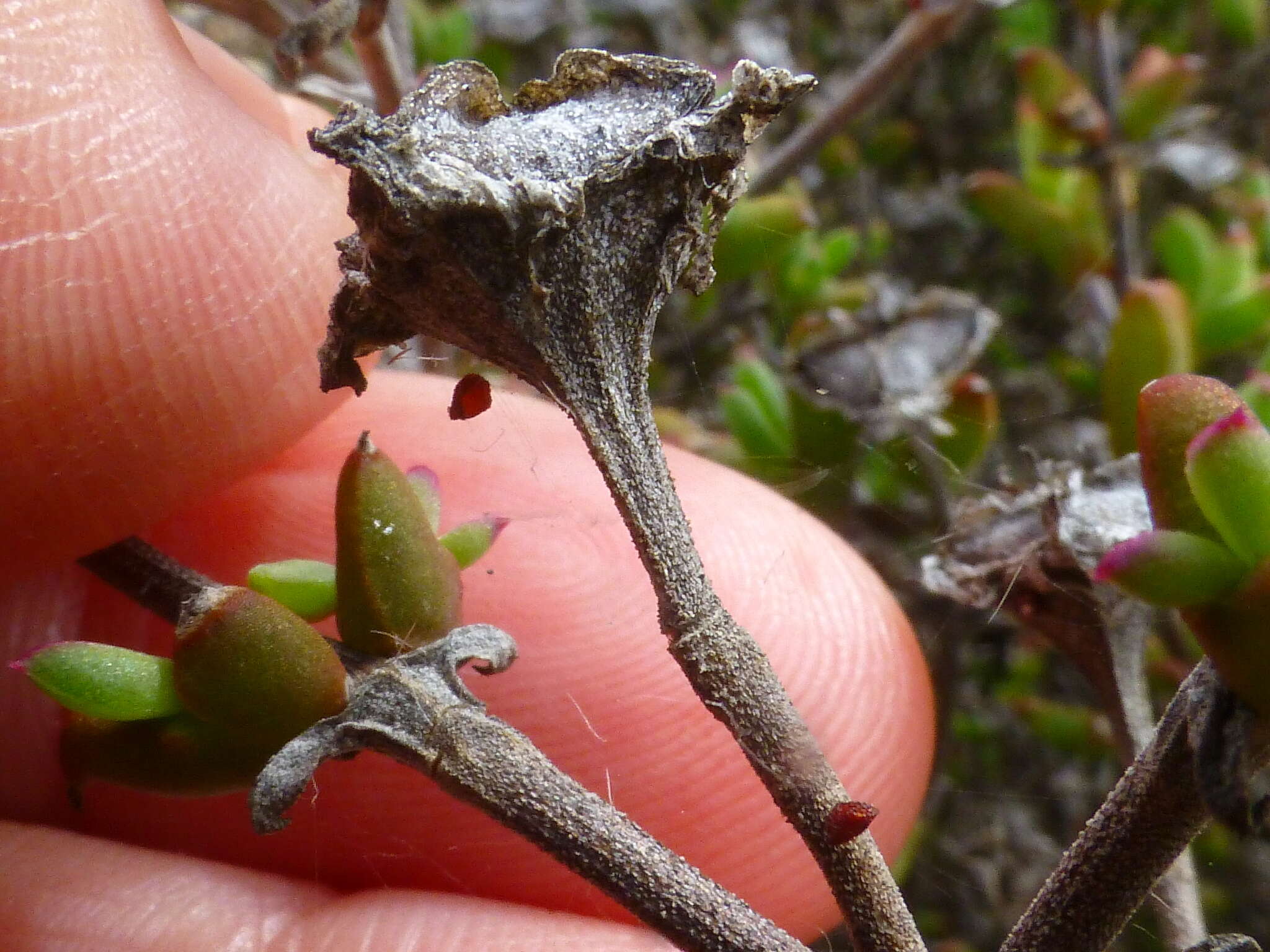 Delosperma asperulum (Salm-Dyck) L. Bol. resmi