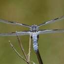 Libellula nodisticta Hagen 1861 resmi