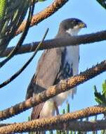 Imagem de Accipiter melanoleucus melanoleucus Smith & A 1830