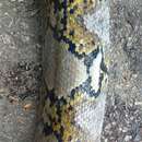 Image of Asian Reticulated Python