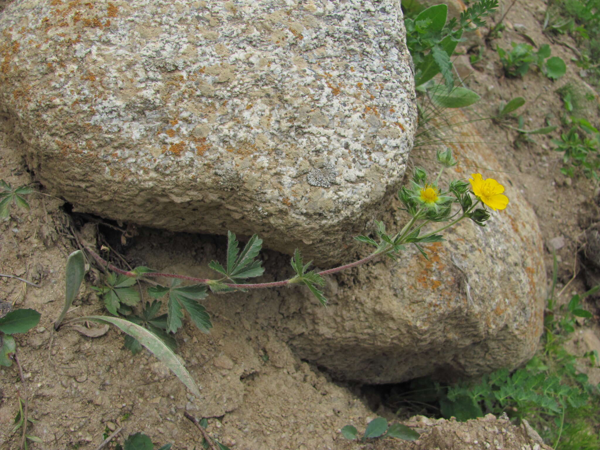 Image of Potentilla recta subsp. pilosa (Willd.) Jav.