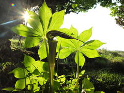 Image of Arisaema leschenaultii Blume