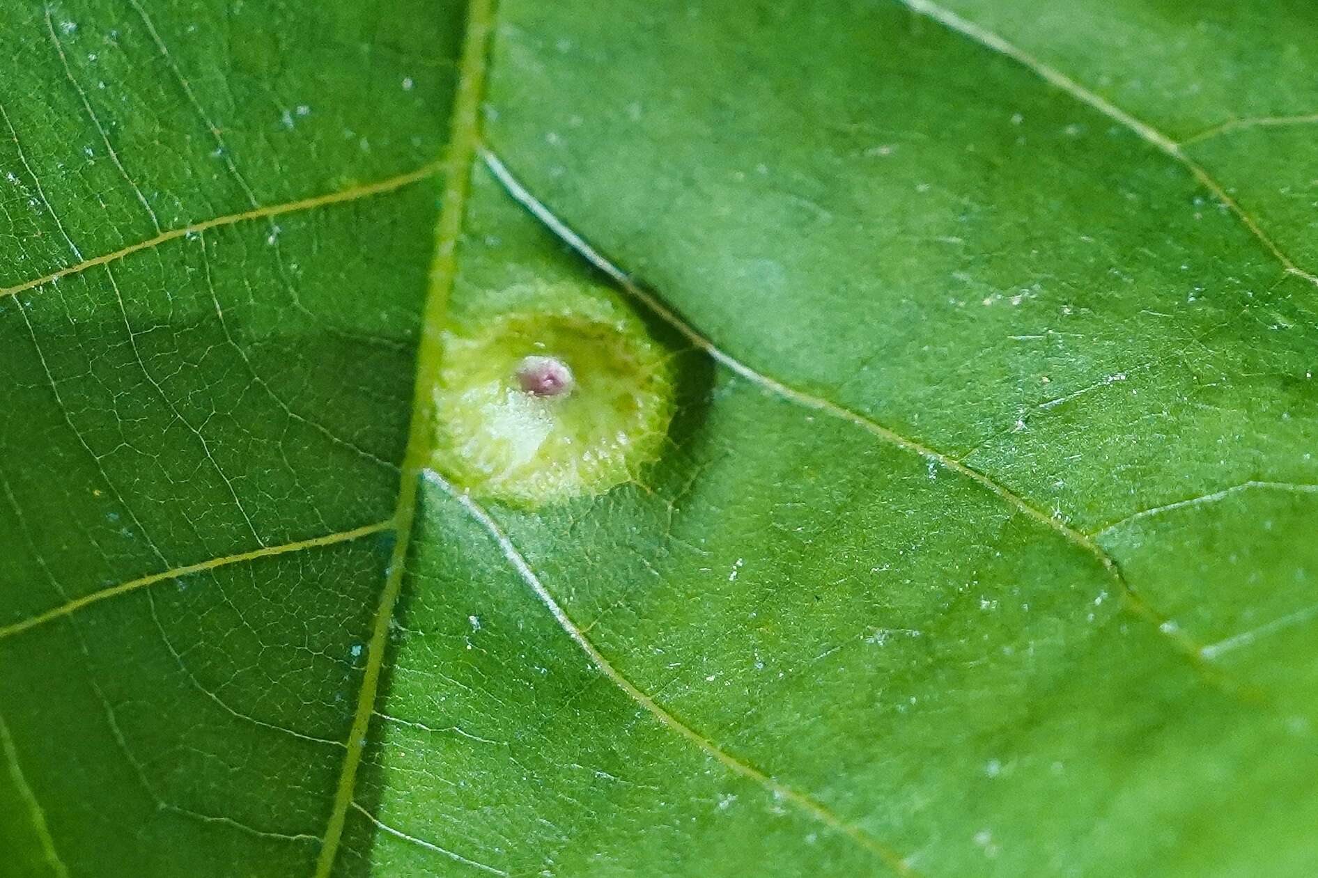 Image of Phylloxera foveola Pergande 1904